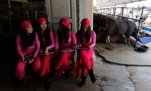 Sales girls are waiting for customers at a cow showroom in Depok, Indonesia. The cows are being sold for the Feast of Sacrifice, and the owners claim that the girls have increased sales dramatically over the last 3 years. Image by Beawiharta/Reuters